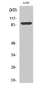 WB - ICAM-1 (phospho Tyr512) Polyclonal Antibody AP67069